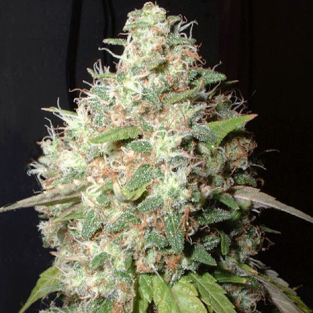 AK-47 - PHOTO