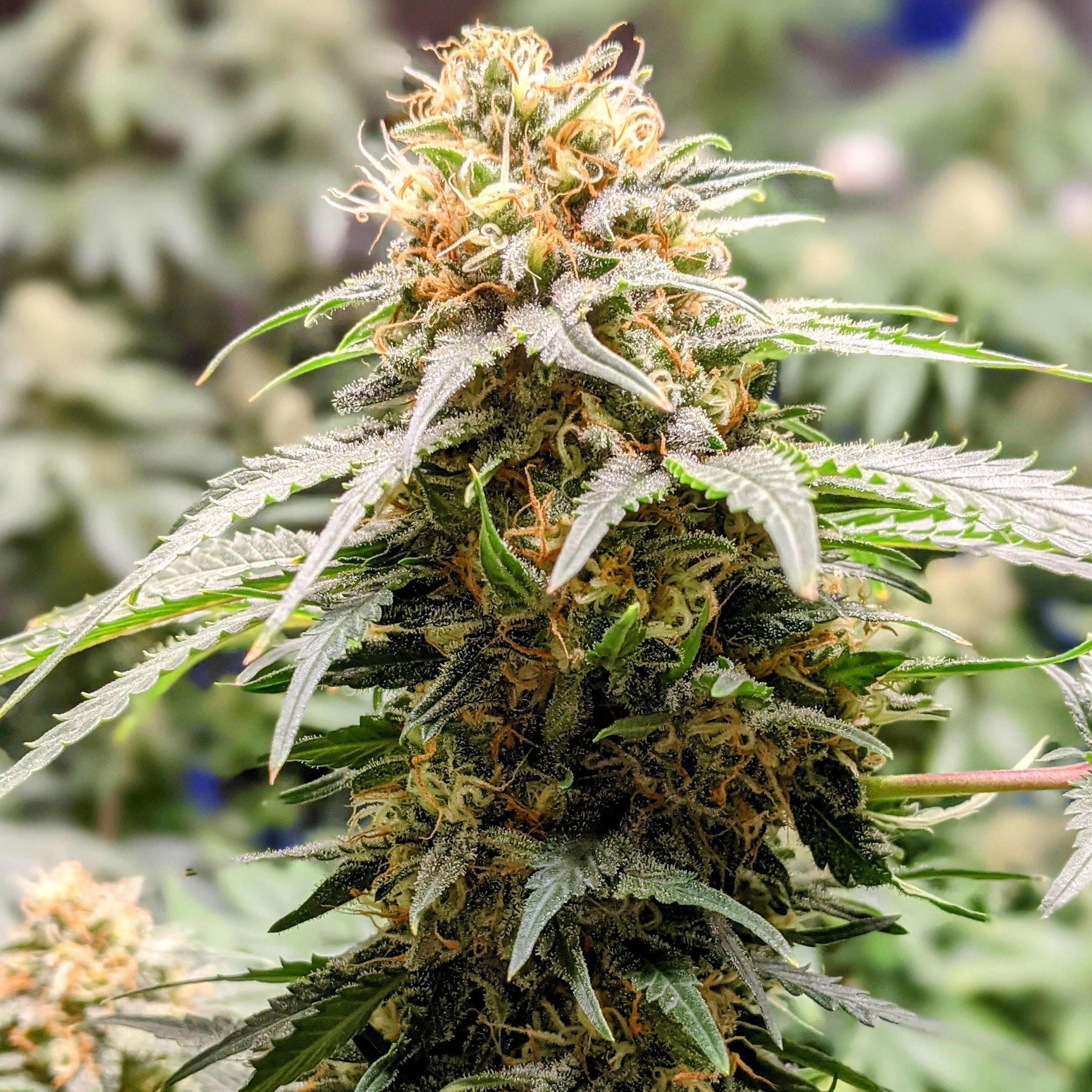 California Sunset Blossom