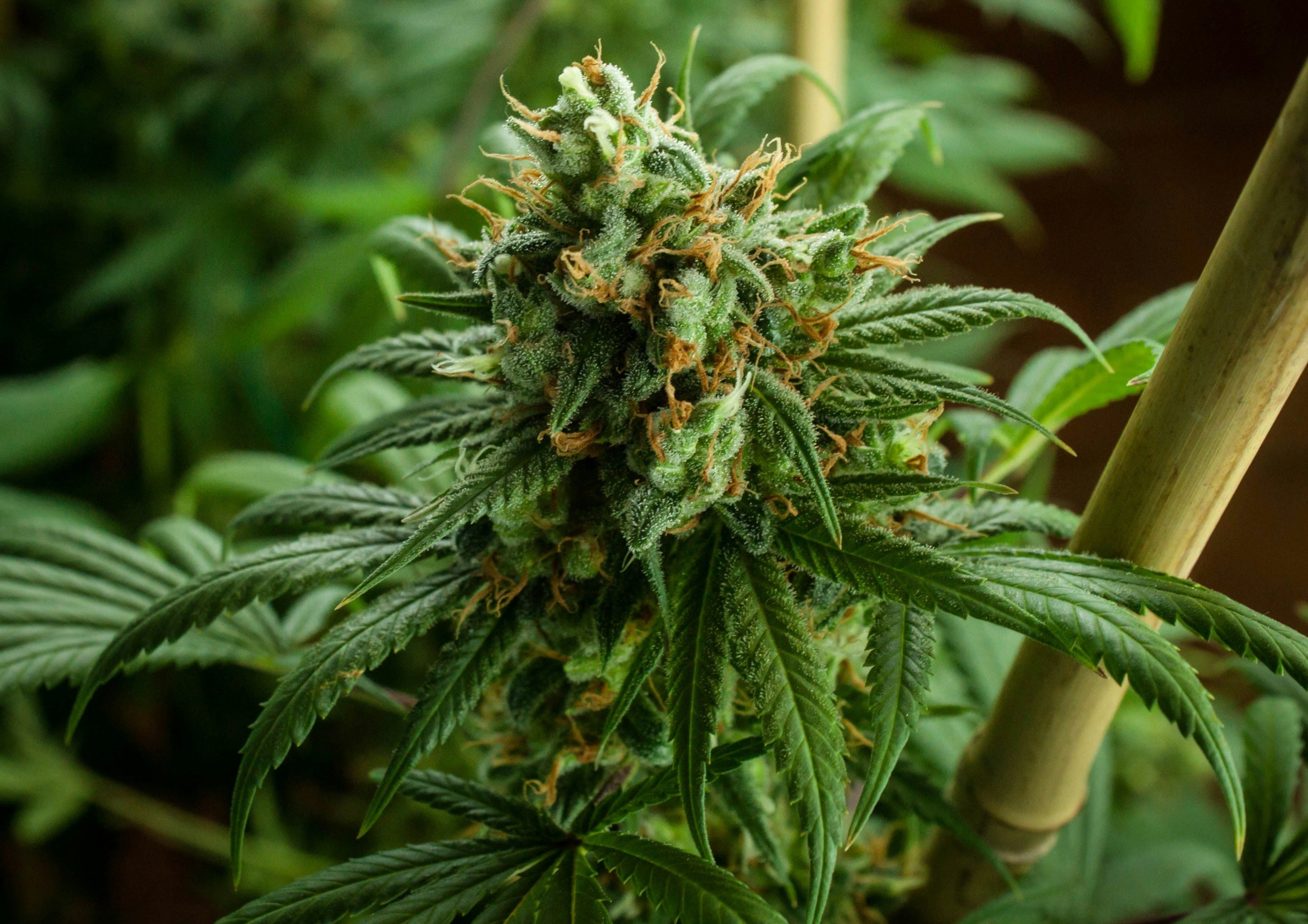 Headband Hendrix
