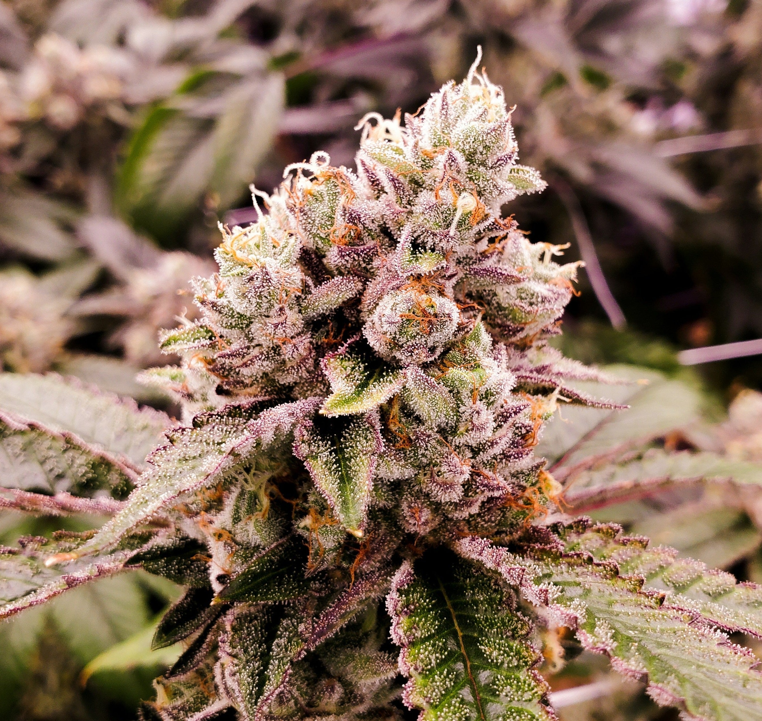 Red Dawg Haze