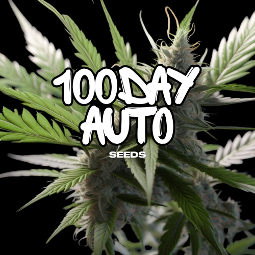 100 Day Auto
