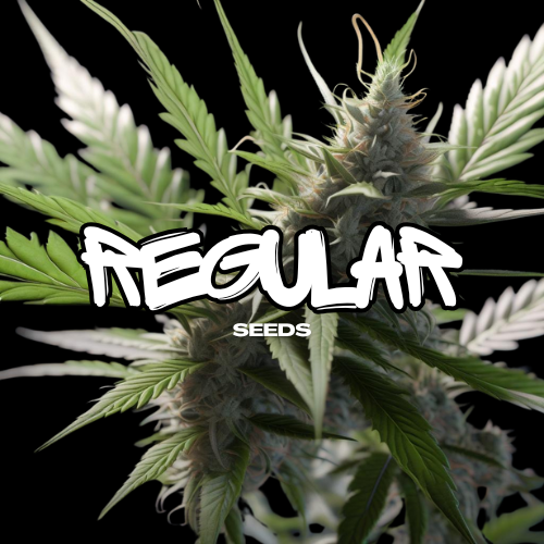 regular