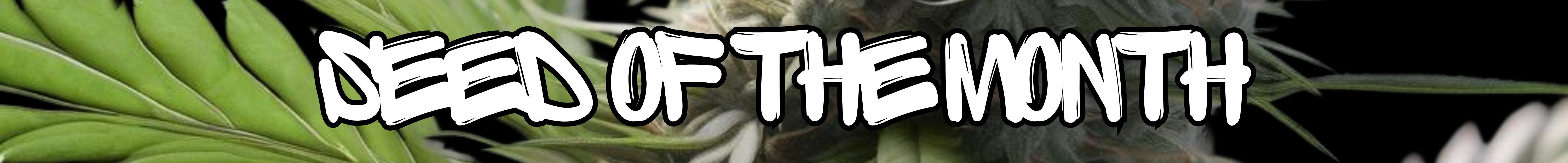 SEED OF THE MONTH