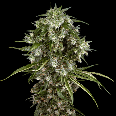 Mr. Mystic Seeds