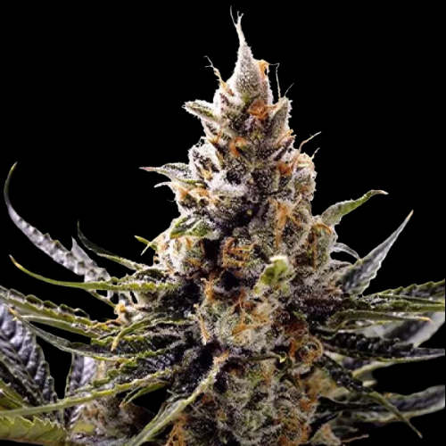 Mr. Mystic Seeds