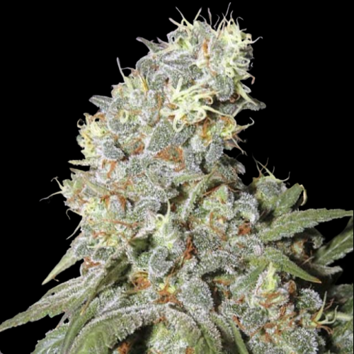 Mr. Mystic Seeds
