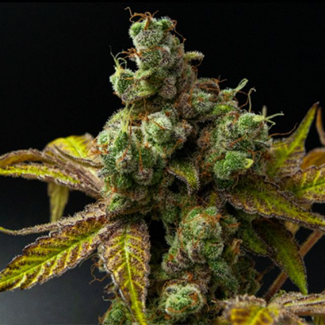 Mr. Mystic Seeds