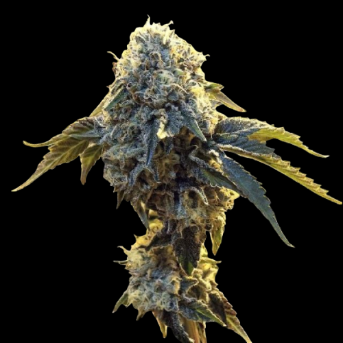 Mr. Mystic Seeds