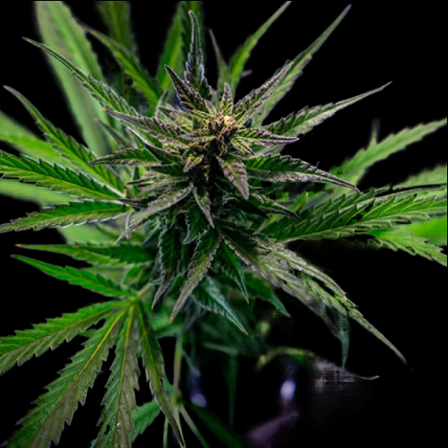 Mr. Mystic Seeds