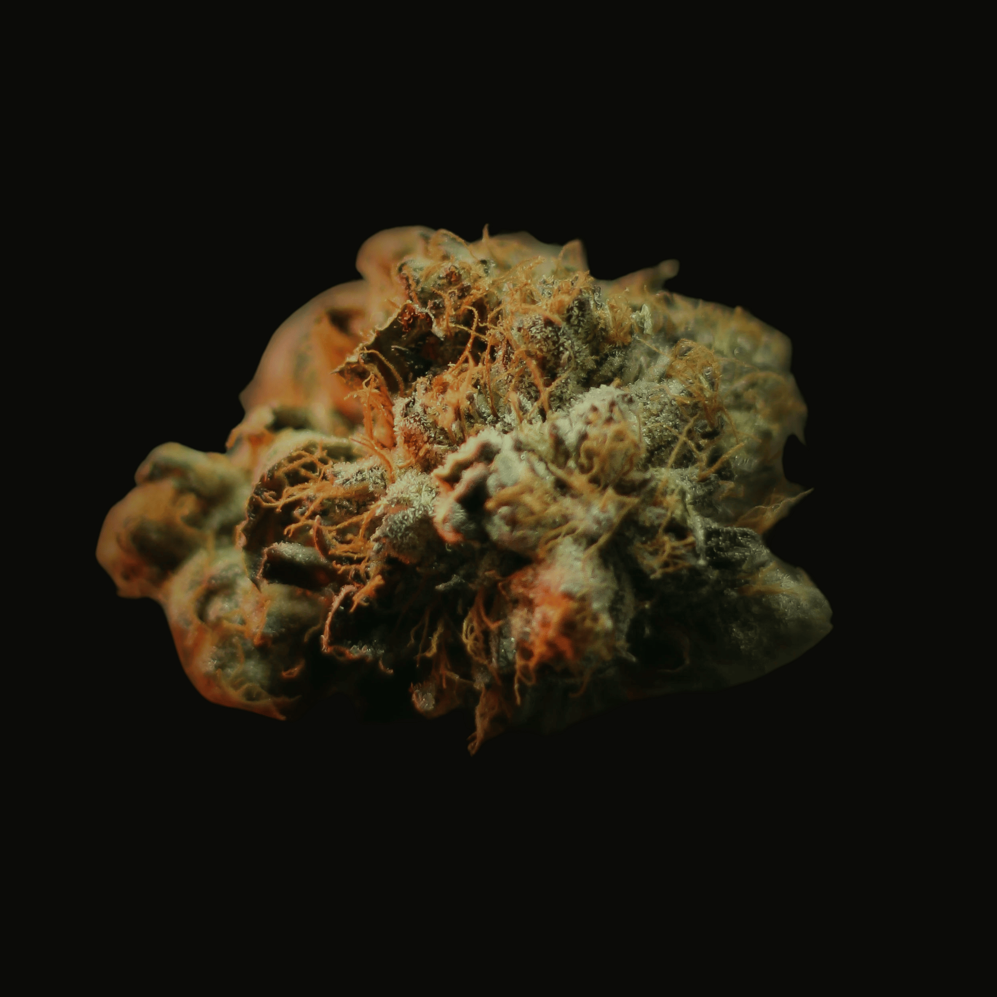 Blurpleberry Muffin - 3 Feminized Seeds