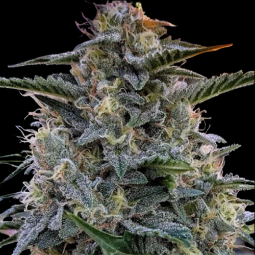 Mr. Mystic Seeds