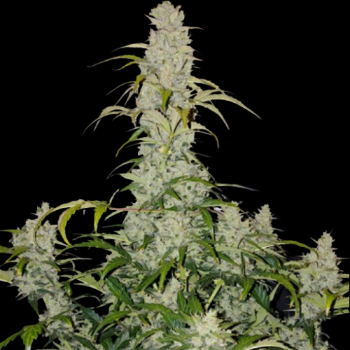Mr. Mystic Seeds