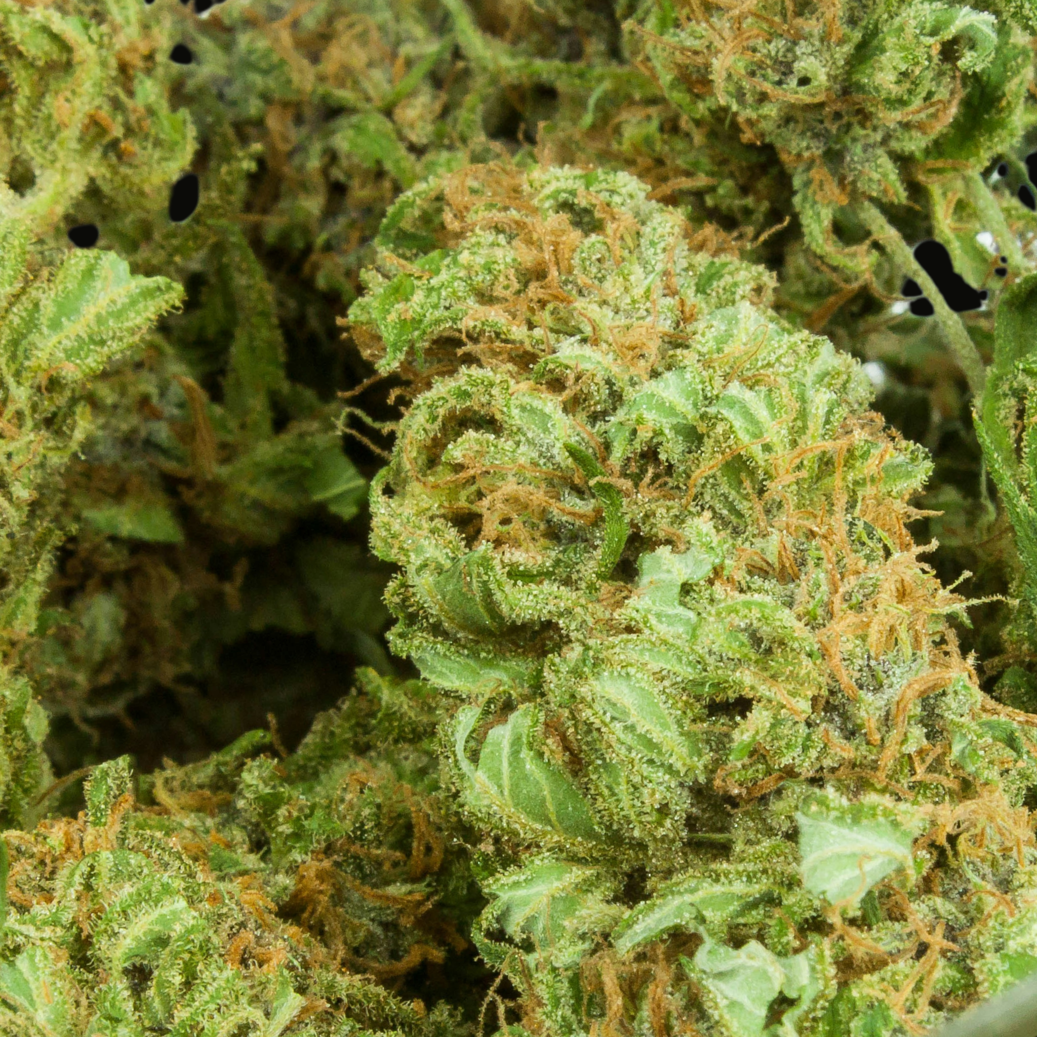 Cabin Fire OG Autoflower - 3 Feminized Seeds