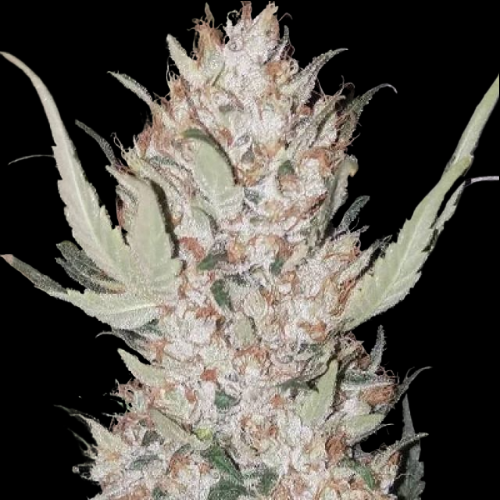 Mr. Mystic Seeds