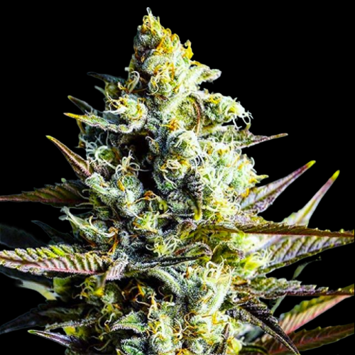 Mr. Mystic Seeds