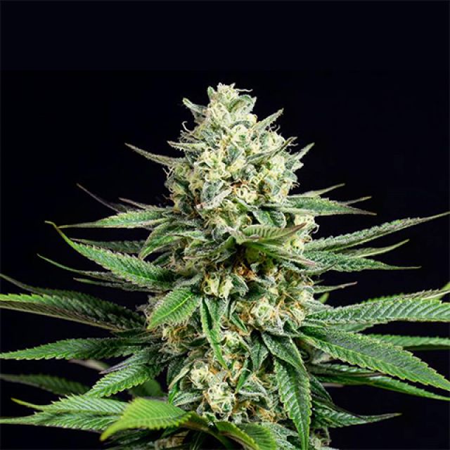 Mr. Mystic Seeds