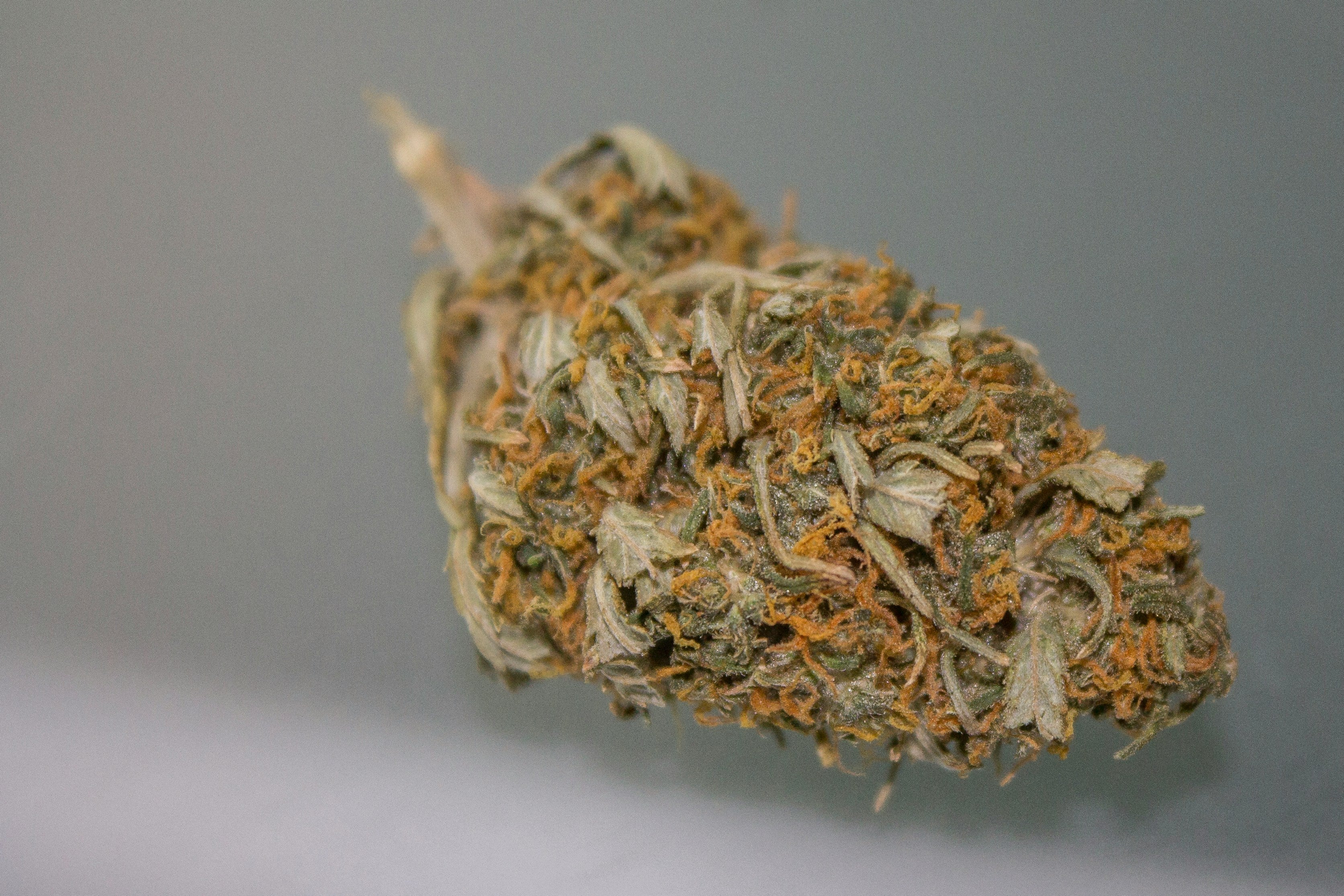 A close-up of a dried cannabis bud with a mix of green leaves and vibrant orange pistils. The bud displays a dense, compact structure with visible trichomes, highlighting its detailed texture and coloration. This image could relate to feminized seeds, which are designed to produce only female plants that develop such buds. It might also be associated with autoflowering seeds, known for their ability to transition from the vegetative stage to the flowering stage without changes in light cycles.