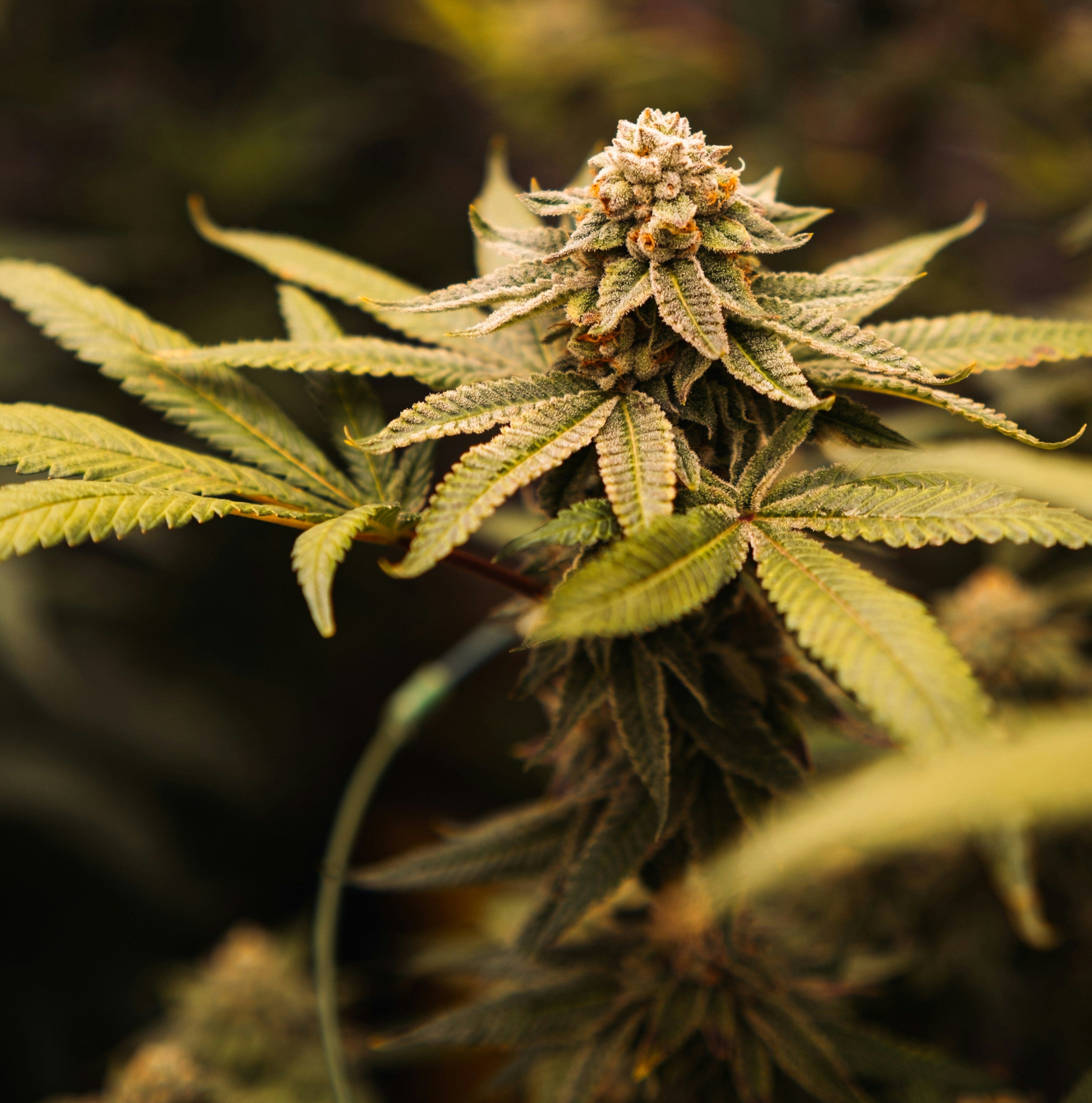 A close-up of a cannabis plant with a prominent, trichome-covered bud and lush green leaves, set against a blurred background, highlighting the plant's healthy growth and potential for high-quality yield. This image could relate to feminized seeds, which are designed to produce only female plants that develop such buds. It might also be associated with autoflowering seeds, known for their ability to transition from the vegetative stage to the flowering stage without changes in light cycles.