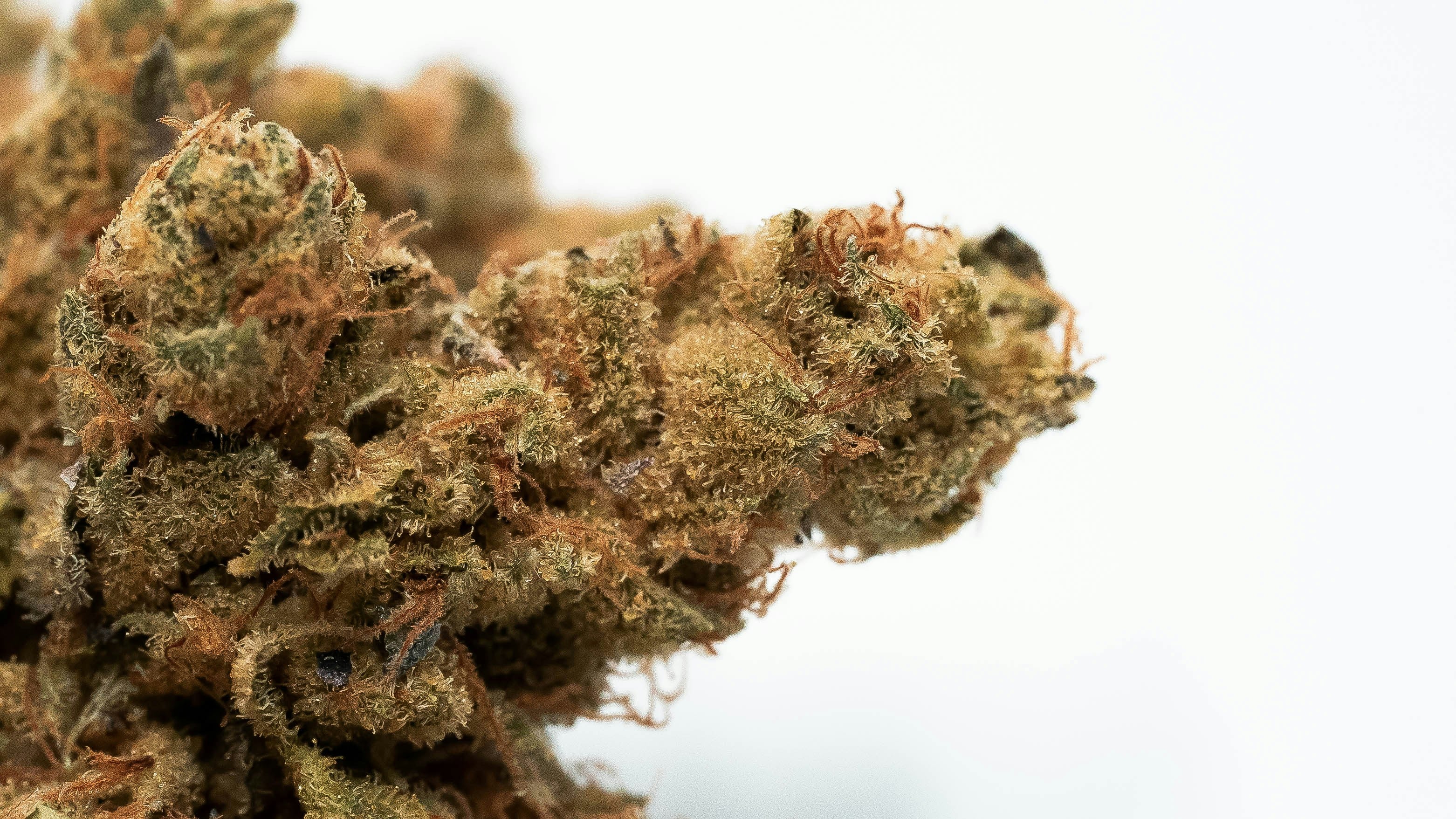 A close-up of a dried cannabis bud displaying a dense, frosty coating of trichomes. The bud exhibits a mix of green and light brown hues, interspersed with vibrant orange pistils. The trichomes give the bud a shimmering appearance, highlighting its potency. The texture appears sticky and resinous, indicative of high-quality cannabis. The focus on the bud emphasizes its structure and the careful cultivation that went into producing this specimen.