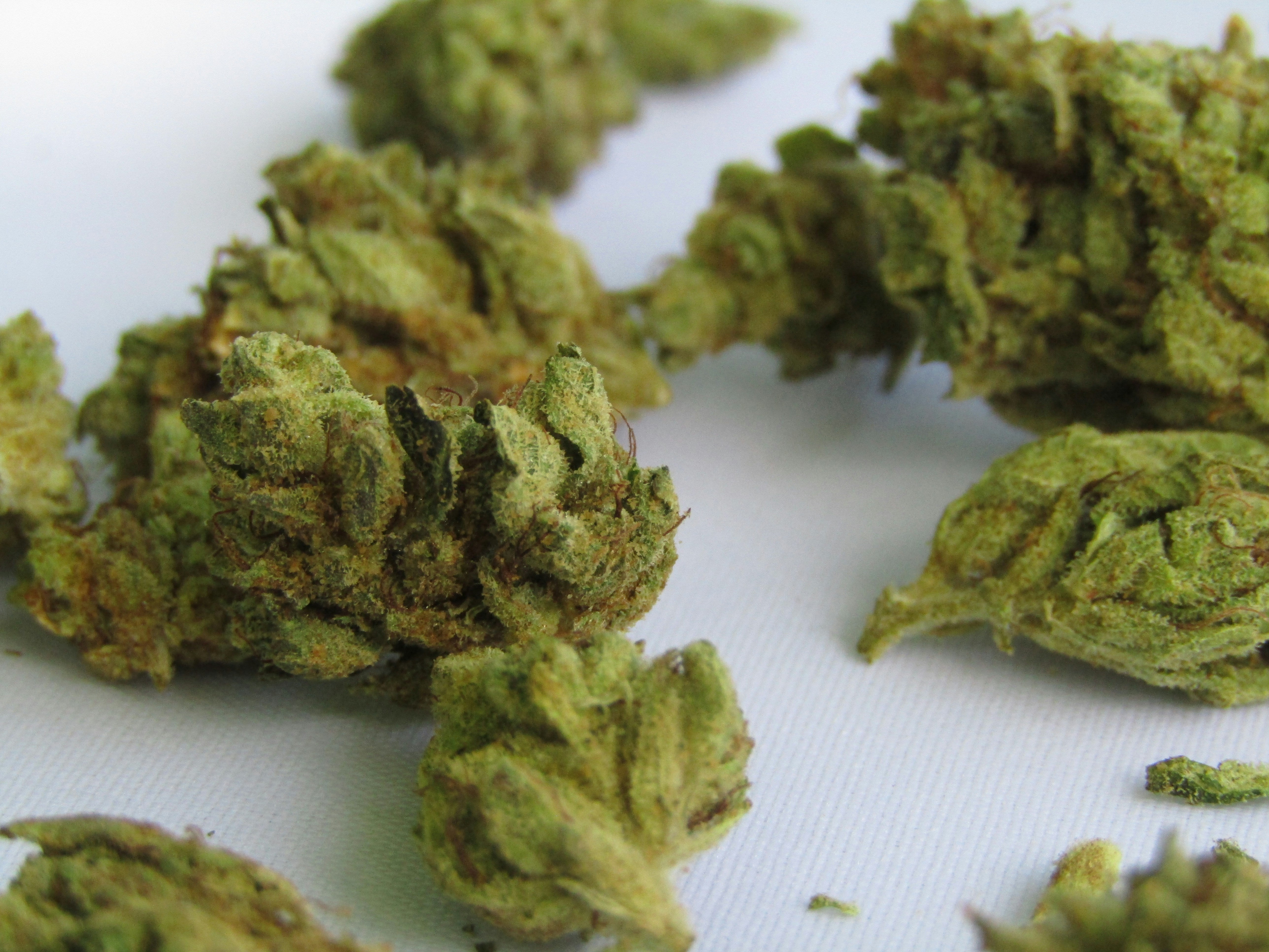 A close-up of several dried cannabis buds scattered on a white surface. The buds are dense and well-trimmed, showcasing a mix of light and dark green hues with a hint of orange pistils. The trichomes give the buds a frosty appearance, indicating high potency. The texture appears sticky and resinous, emphasizing the quality of the cannabis.This image could relate to feminized seeds, which are designed to produce only female plants that develop such buds.