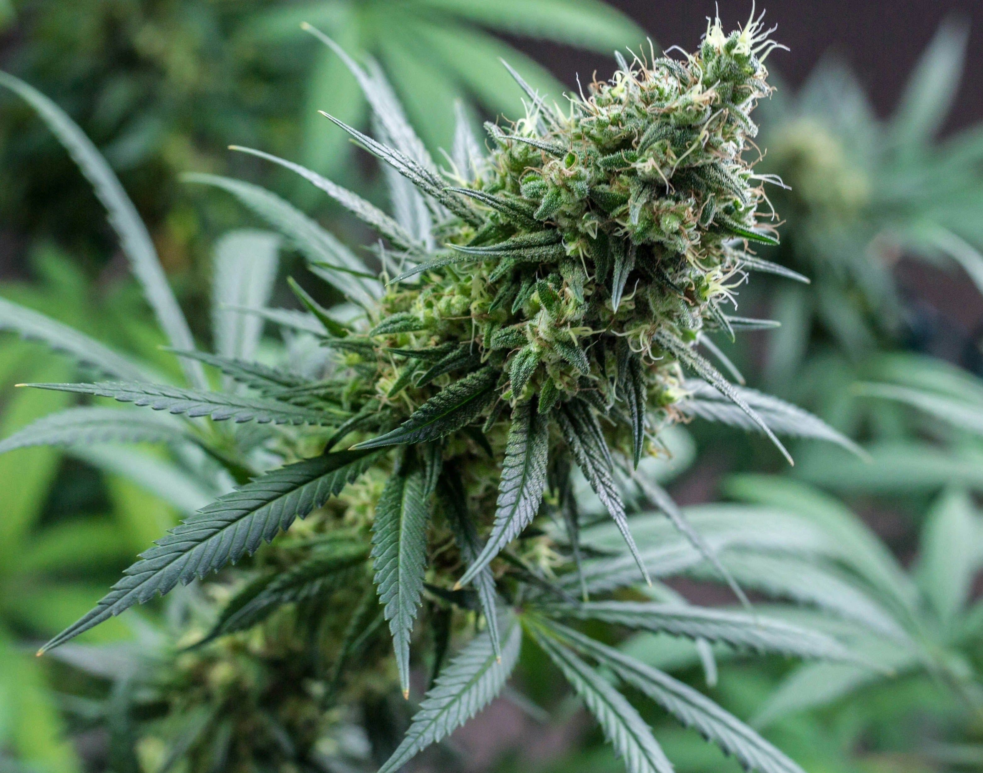 A close-up of a healthy cannabis plant with lush, green leaves and dense, resinous buds covered in fine trichomes. The buds are vibrant, with a mix of deep green hues and small orange pistils peeking through. The plant is in full bloom, showcasing its robust growth and vitality. The background is blurred, allowing the detailed structure of the buds and leaves to stand out prominently. The focus on the plant's main cola highlights its potential for a high yield.