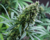 A close-up of a healthy cannabis plant with lush, green leaves and dense, resinous buds covered in fine trichomes. The buds are vibrant, with a mix of deep green hues and small orange pistils peeking through. The plant is in full bloom, showcasing its robust growth and vitality. The background is blurred, allowing the detailed structure of the buds and leaves to stand out prominently. The focus on the plant's main cola highlights its potential for a high yield.