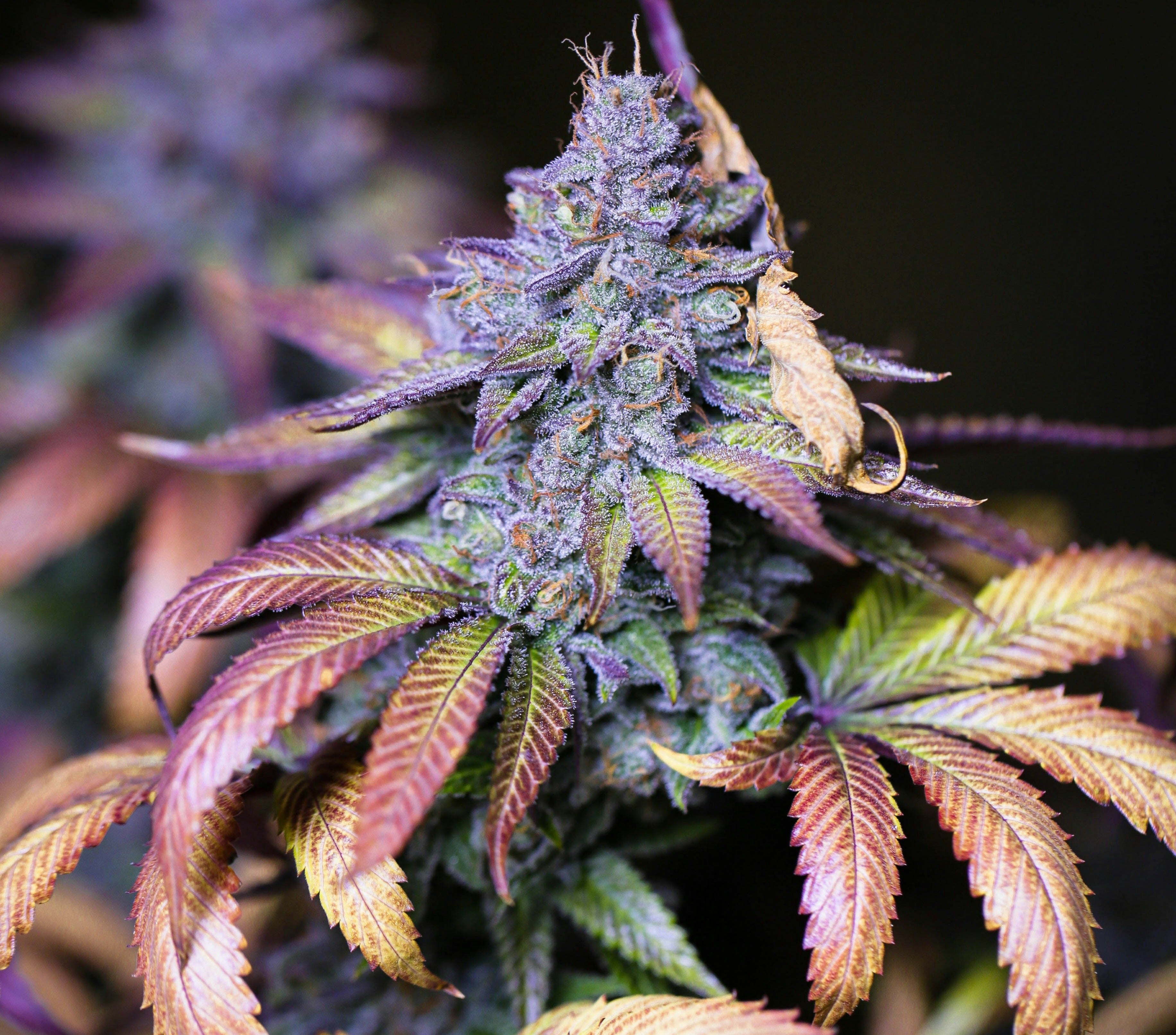 A close-up of a cannabis plant showcasing its vibrant and colorful features. The plant has dense, resinous buds covered in trichomes, giving them a frosty appearance. The leaves exhibit a striking mix of purple, green, and yellow hues, with some showing reddish tones. The intricate details of the buds and leaves are clearly visible, highlighting the plant's health and potency. This image could relate to feminized seeds, which are designed to produce only female plants that develop such buds.