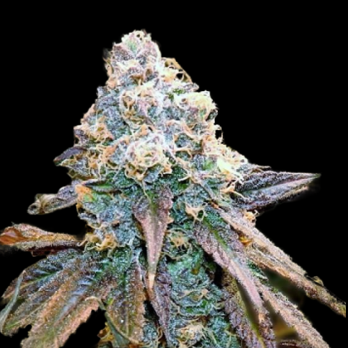 Mr. Mystic Seeds
