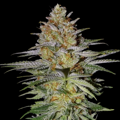 Mr. Mystic Seeds