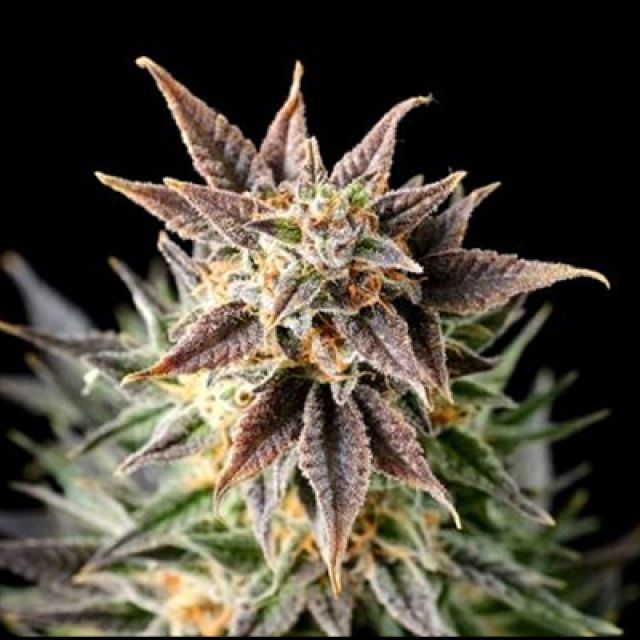 Mr. Mystic Seeds