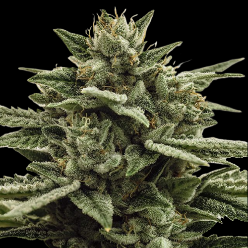 Mr. Mystic Seeds