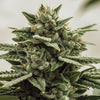 Gorilla OG - PHOTO - REQUESTED