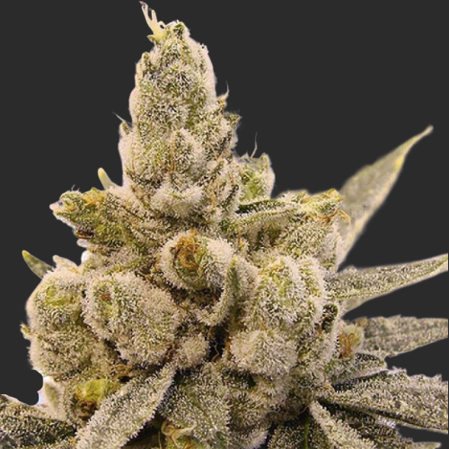 Mr. Mystic Seeds