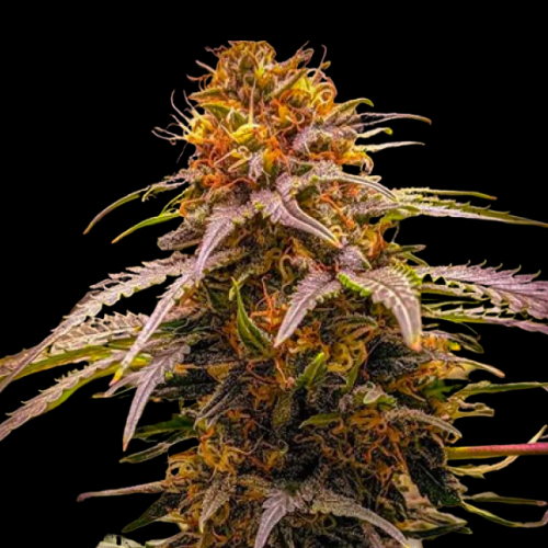Mr. Mystic Seeds