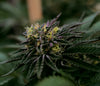 marijuana plant, cannabis plant