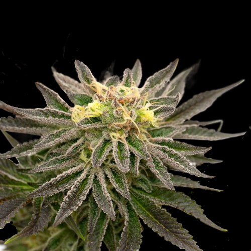 Mr. Mystic Seeds