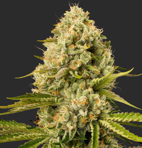 Mr. Mystic Seeds