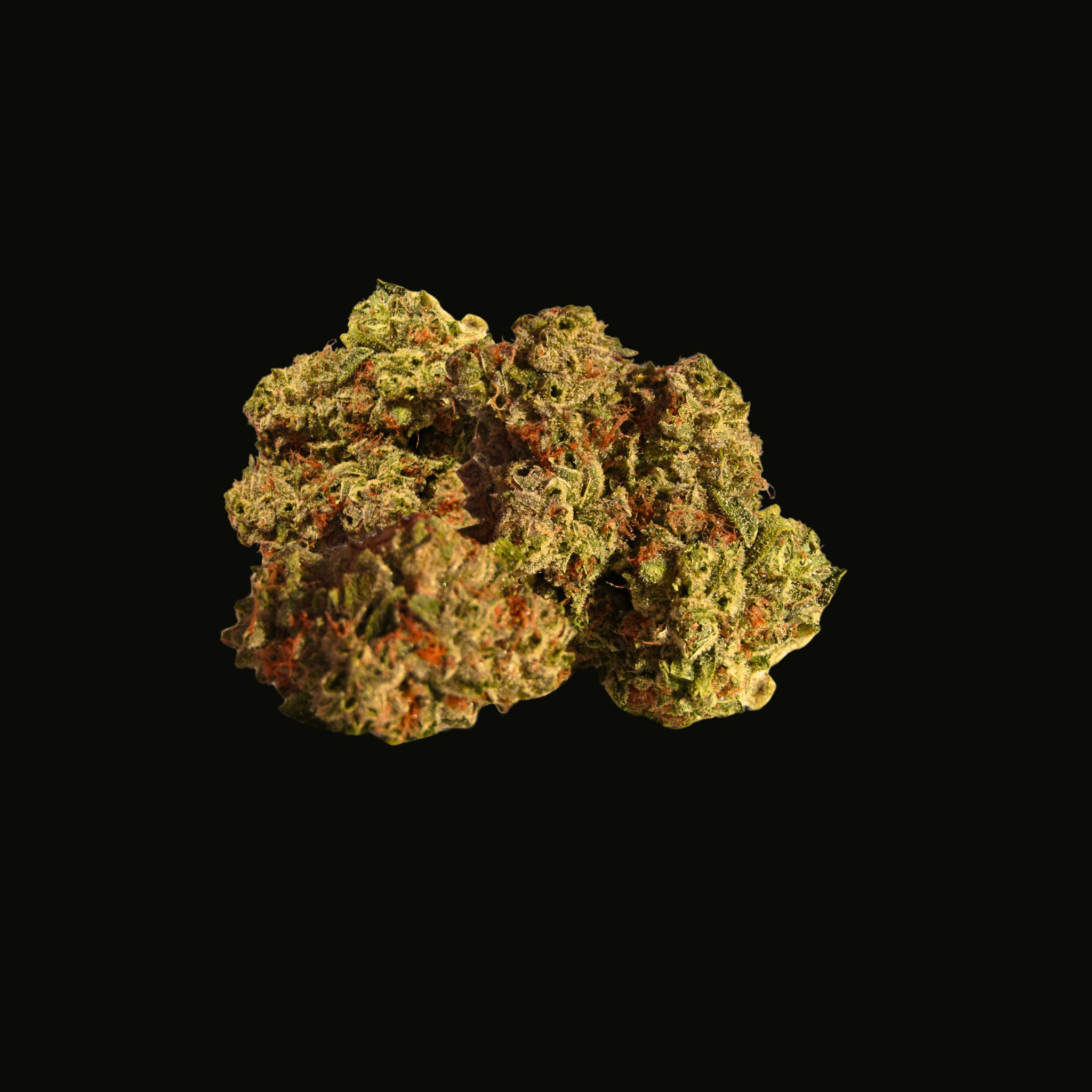 Iced Lato - 3 Feminized Seeds