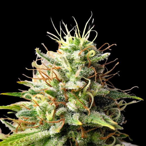 Mr. Mystic Seeds
