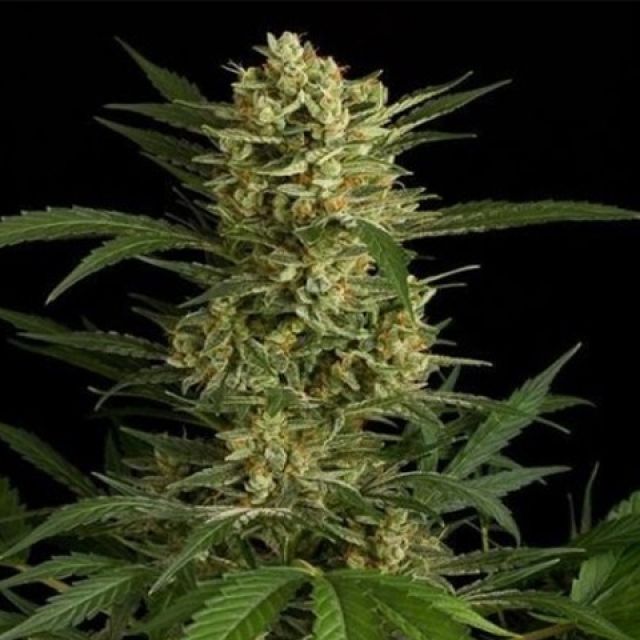 Mr. Mystic Seeds