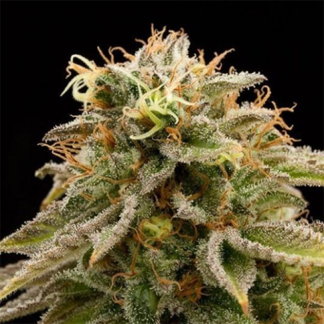 Mr. Mystic Seeds