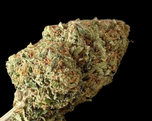 Mr. Mystic Seeds