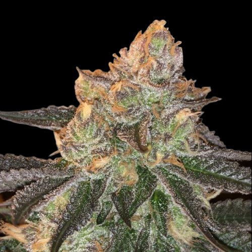 Mr. Mystic Seeds