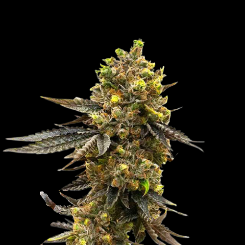 Mr. Mystic Seeds