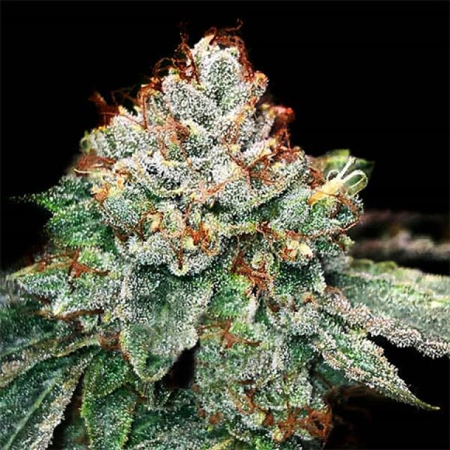 Mr. Mystic Seeds