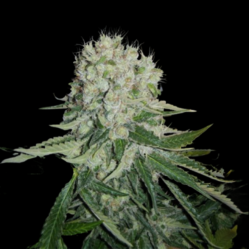Mr. Mystic Seeds