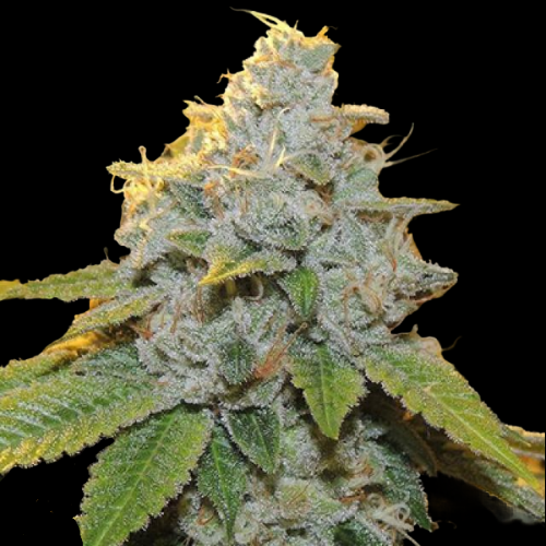 Mr. Mystic Seeds