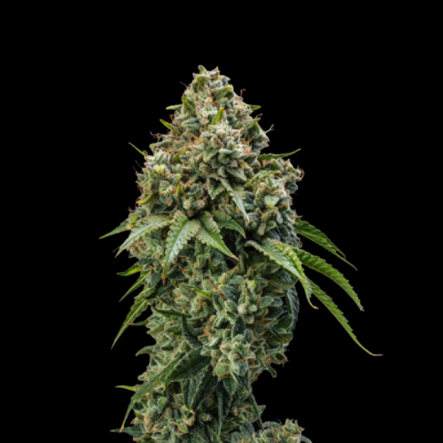Mr. Mystic Seeds