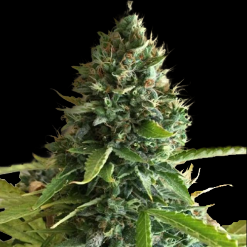 Mr. Mystic Seeds