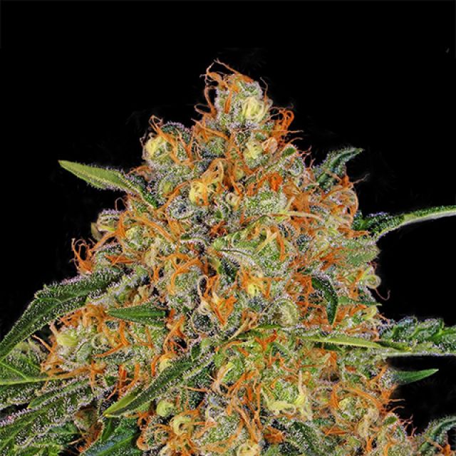 Mr. Mystic Seeds